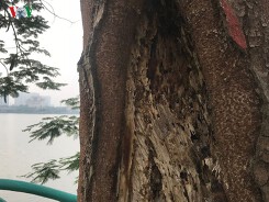 Hiểm hoạ từ cây xanh có nguy cơ gãy đổ trong mùa mưa bão