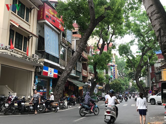 hiem hoa tu cay xanh co nguy co gay do trong mua mua bao