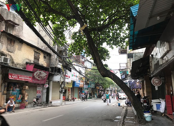 hiem hoa tu cay xanh co nguy co gay do trong mua mua bao