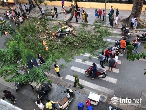 ha noi do cay co thu 5 nguoi bi thuong