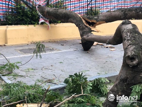 ha noi do cay co thu 5 nguoi bi thuong