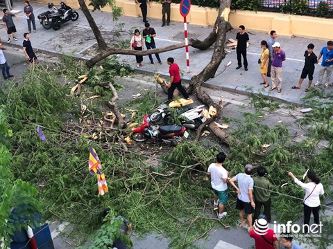 ha noi do cay co thu 5 nguoi bi thuong