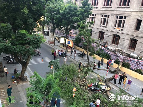 ha noi do cay co thu 5 nguoi bi thuong
