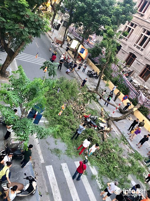 ha noi do cay co thu 5 nguoi bi thuong