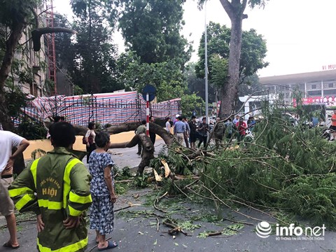 ha noi do cay co thu 5 nguoi bi thuong