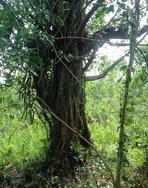 cay khung bi tam giu o quang ngai thuc te van dang song o phu yen
