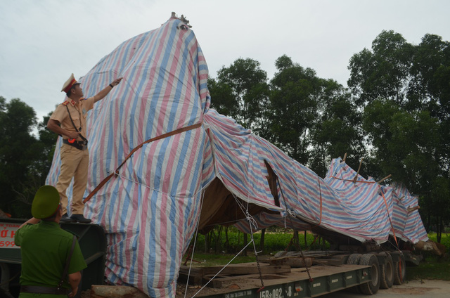cay khung bi tam giu o quang ngai thuc te van dang song o phu yen
