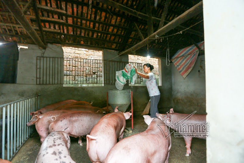 vo chong ong chu ngay ngay cheo thuyen tham 100 con lon di lanh lu