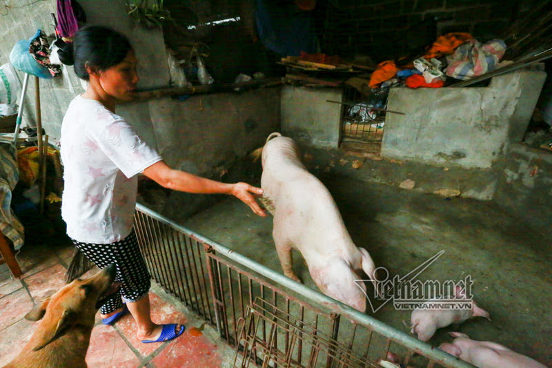 vo chong ong chu ngay ngay cheo thuyen tham 100 con lon di lanh lu