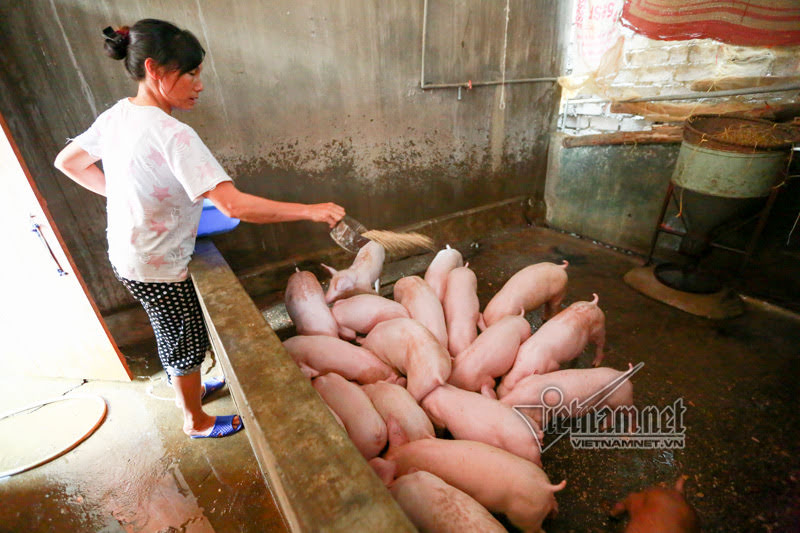vo chong ong chu ngay ngay cheo thuyen tham 100 con lon di lanh lu