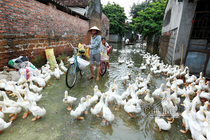 vo chong ong chu ngay ngay cheo thuyen tham 100 con lon di lanh lu