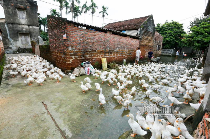 vo chong ong chu ngay ngay cheo thuyen tham 100 con lon di lanh lu