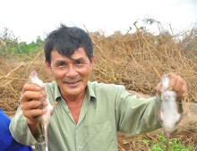 Cận cảnh bắt chuột đồng ở đầu nguồn lũ An Giang