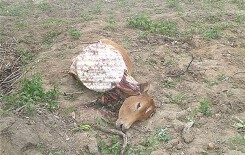 Kẻ gian bắt trộm bò nhưng chỉ lấy 4 chi