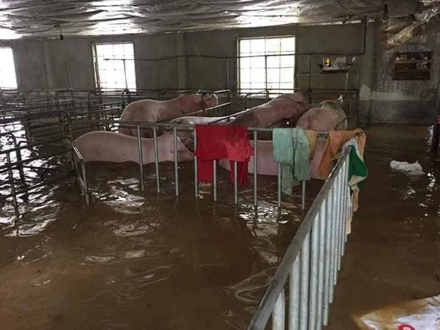 Mưa lớn, quốc lộ 48 ngập lụt nghiêm trọng mua lon quoc lo 48 ngap lut nghiem trong