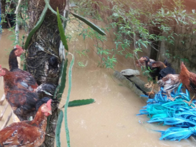 Mưa lớn, quốc lộ 48 ngập lụt nghiêm trọng mua lon quoc lo 48 ngap lut nghiem trong