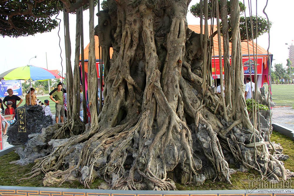 trai tham do don cay dat vang 10 ti xon xao khap chon