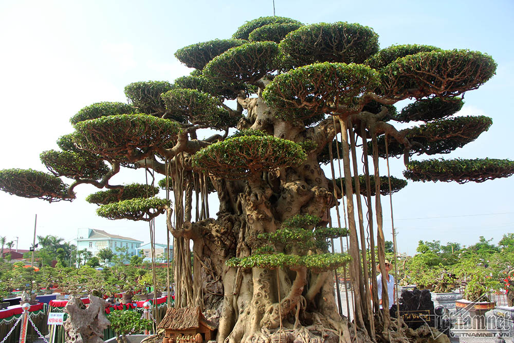 trai tham do don cay dat vang 10 ti xon xao khap chon