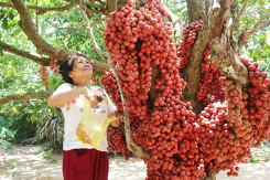 Cận cảnh vườn dâu đỏ 'lạ' trên phố núi