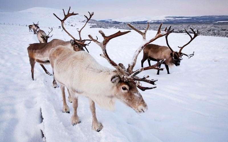 tiet lo nguyen nhan ong gia noel chi chon tuan loc cai keo xe