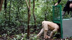 Đười ươi bạch tạng duy nhất trên thế giới được thả về rừng, 'sống là chính mình' trong môi trường tự nhiên