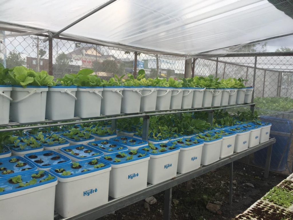 Khu vườn 10m2 đủ loại rau xanh mướt nhờ phương pháp trồng thủy canh khu vuon 10m2 du loai rau xanh muot nho phuong phap trong thuy canh