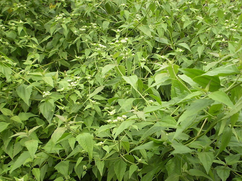 yen bach cay thuoc quy khong phai ai cung biet