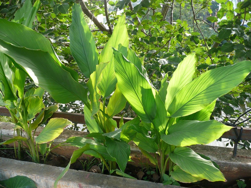 cay nghe va nhung loi ich phong tranh benh tuyet voi