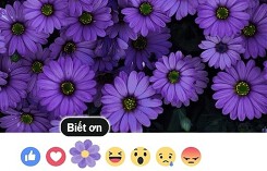 Dân mạng tranh cãi ý nghĩa biểu tượng hoa tím của Facebook