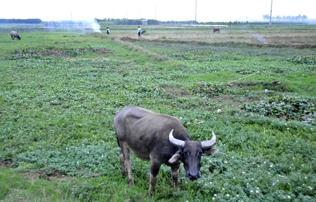 khoi to 3 anh em ruot vi mot con trau