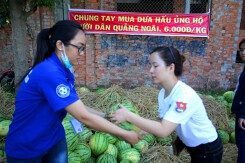Người Sài Gòn 'giải cứu' dưa hấu Quảng Ngãi