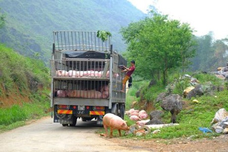 thit lon rot gia mang vut ra duong co the bi phat 1 ty dong