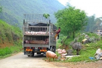 rung minh lon benh chet tham den bien thang dac san ban nhau