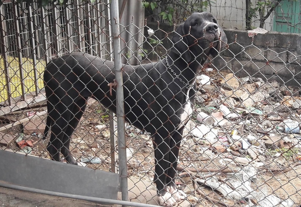 bi danh nhap vien sau khi tu choi ban cho great dane chong toi van khong the tu cham soc cho ban than minh