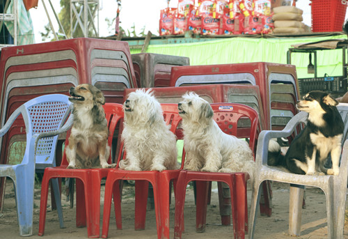 lo to chuyen nhung co dao phieu bat ky 4 dan cho nguoi ban 10 nam