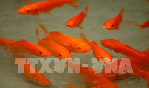 Tết ông Công ông Táo: Để có một cái Tết đẹp và ý nghĩa tet ong cong ong tao de co mot cai tet dep va y nghia