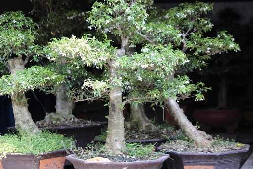 Hết giờ kinh doanh, chủ vườn chôn chân nhìn hàng ngàn chậu hoa vứt rác tp hcm nguoi ban hoa khoc rong vi lo von hoa tet e am