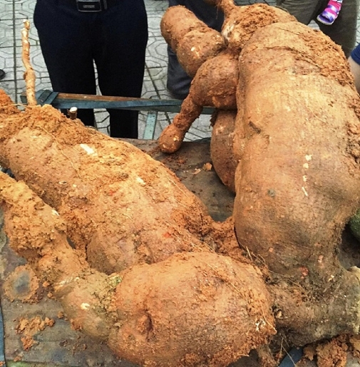 qua ng nam nguoi dan da o duo c cu sa n khu ng de n 75kg
