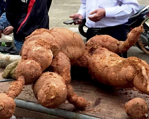 qua ng nam nguoi dan da o duo c cu sa n khu ng de n 75kg