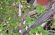Hàng loạt cây xanh gãy đổ sau cơn mưa lớn ở Sài Gòn