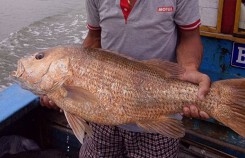 Thanh niên câu được cá nghi là cá sủ vàng, rao bán 700 triệu đồng