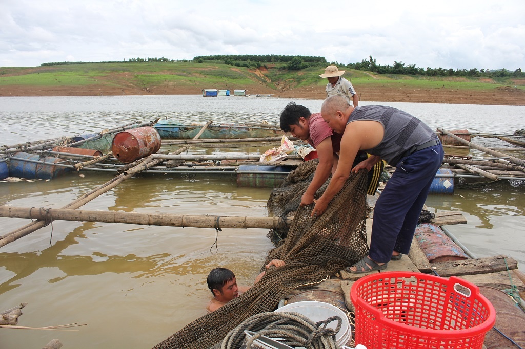 ca nuoi long chet hang loat ca tu nhien van an toan o ho thuy dien plei krong