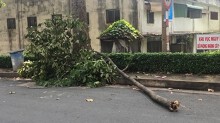 Nữ công nhân bị cây rơi trúng người khi đang ăn bánh mì đã tử vong