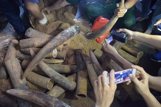 phat hien so luong khung nga voi giau trong thung phuy nhua duong tu chau phi ve viet nam