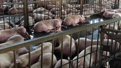 Cảnh sát mật phục hơn một tháng để bắt quả tang cở sở tiêm thuốc an thần cho heo