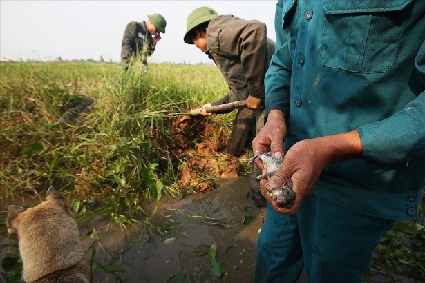 ha noi mua san chuot dong