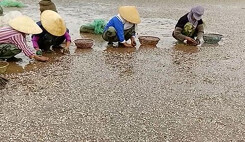 Ngao chết trắng bờ biển Thanh Hóa không phải do chất thải độc hại