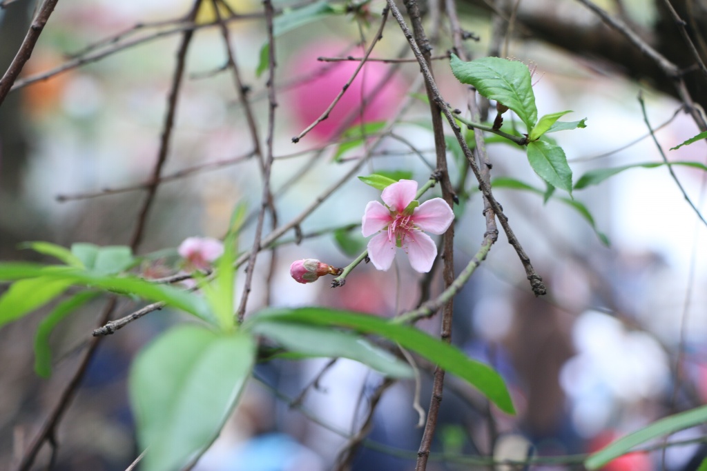 hon 2500 chiec banh chung duoc goi tai tet se chia 2019 cua hoc sinh truong luong the vinh