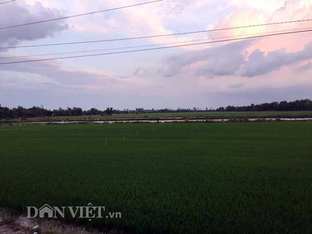 phat hoang voi tom 10 cang nguo i trung quo c nuoi o do ng tha p