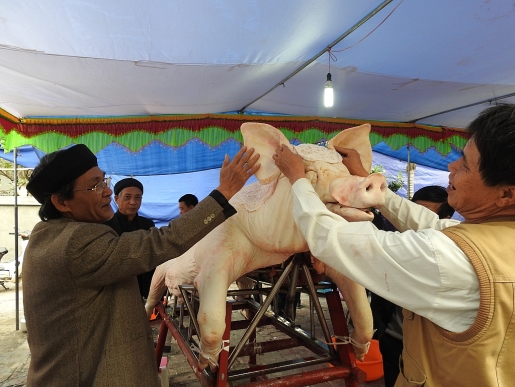 Cận cảnh những 'Ông lợn' nặng 200 kg tại lễ hội La Phù ngam nhung ong lon khung trong le hoi la phu nam 2017